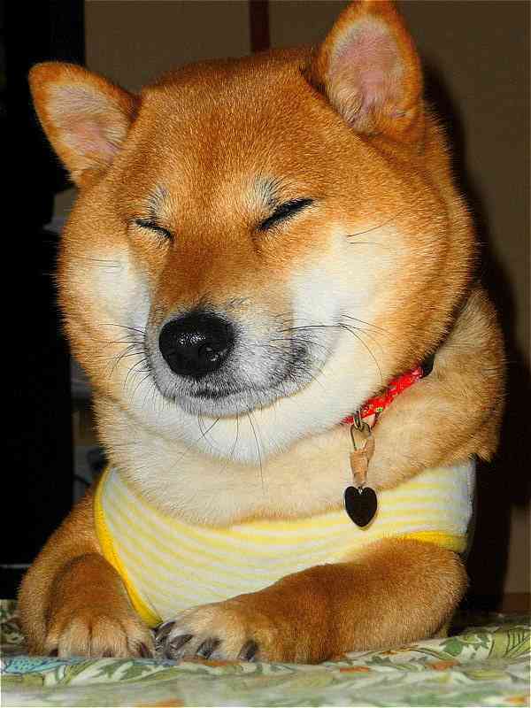 動物の癒し系画像トピ
