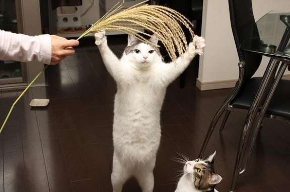 動物の癒し系画像トピ