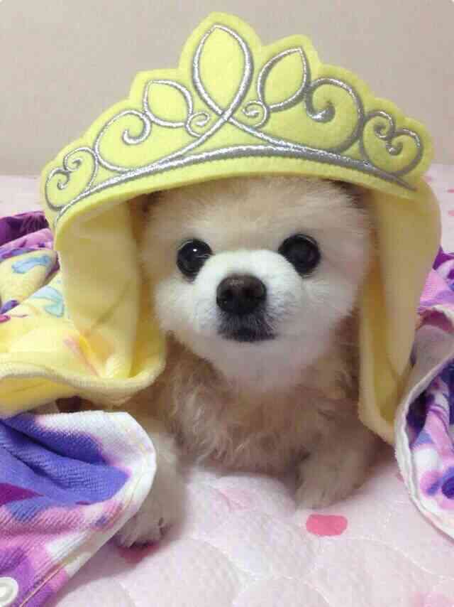 動物の癒し系画像トピ