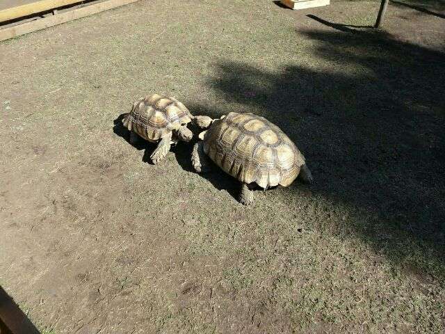 動物の癒し系画像トピ