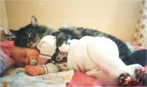 動物の癒し系画像トピ