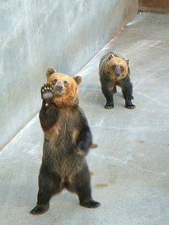 動物の癒し系画像トピ