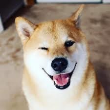 動物の癒し系画像トピ
