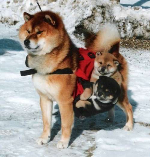 動物の癒し系画像トピ