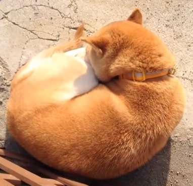 動物の癒し系画像トピ