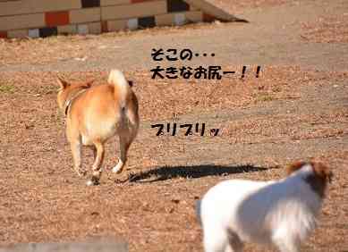 動物の癒し系画像トピ