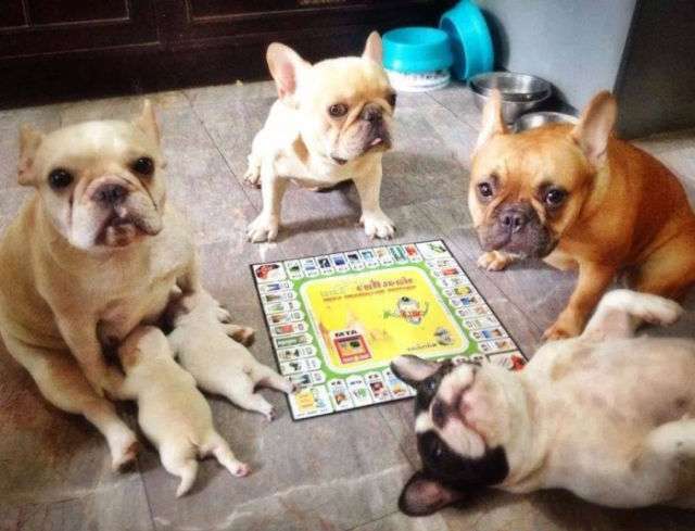 動物の癒し系画像トピ