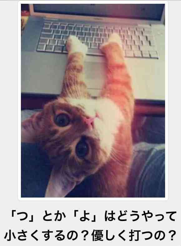 動物の癒し系画像トピ