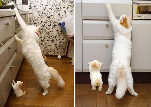 動物の癒し系画像トピ