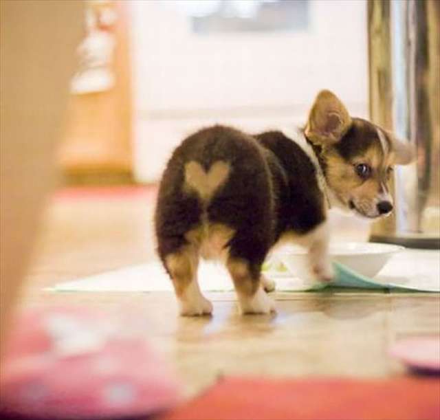 動物の癒し系画像トピ