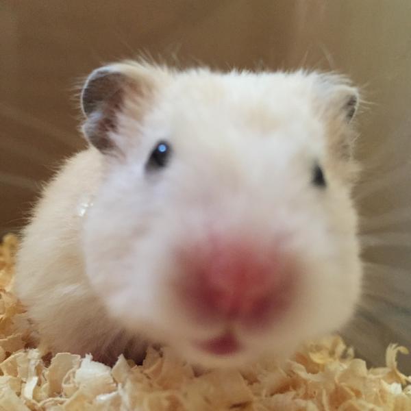 動物の癒し系画像トピ