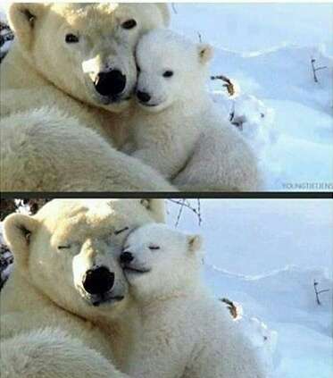 動物の癒し系画像トピ