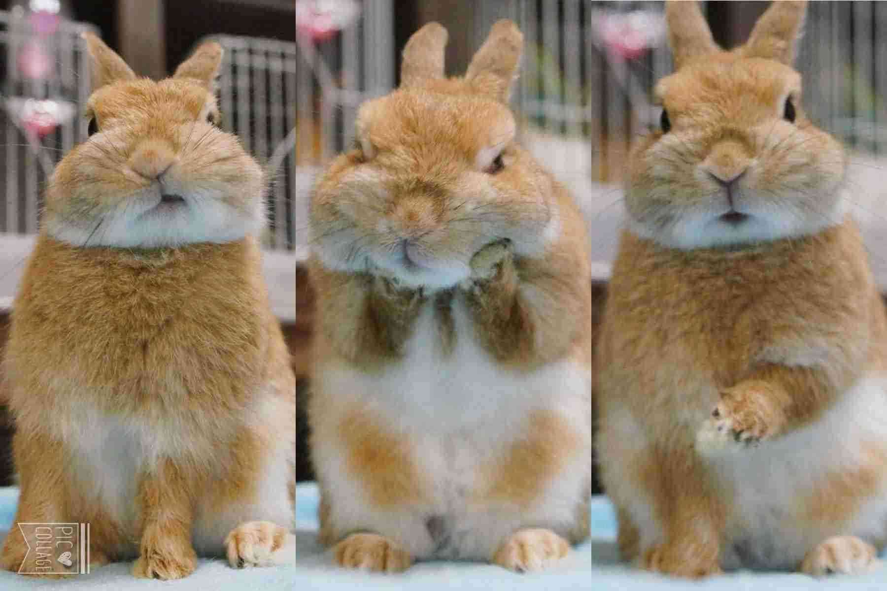 動物の癒し系画像トピ