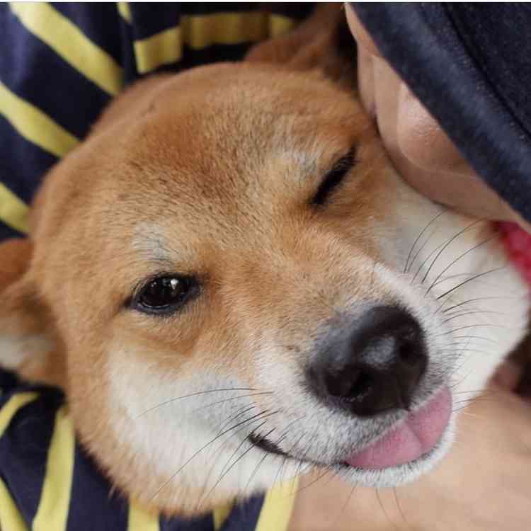 動物の癒し系画像トピ