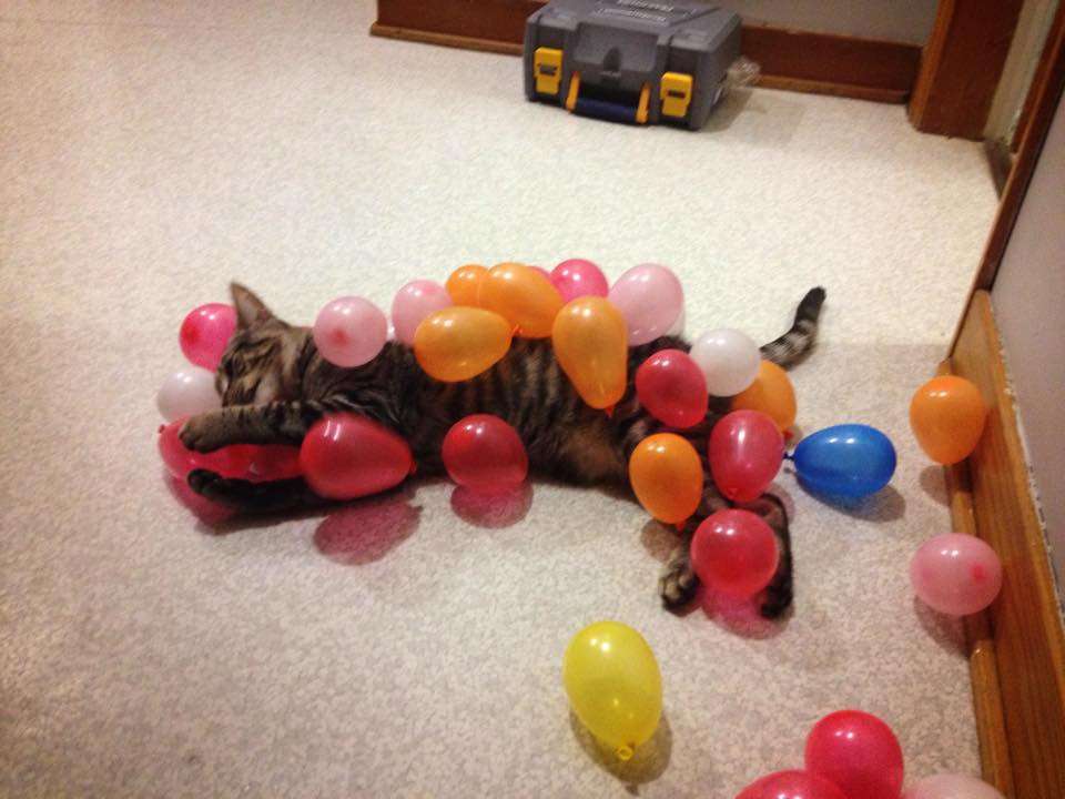 動物の癒し系画像トピ