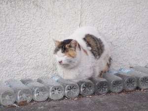 動物の癒し系画像トピ