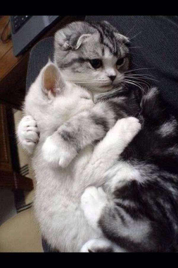 動物の癒し系画像トピ