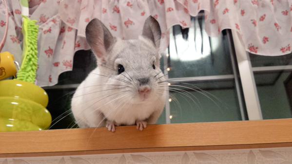 動物の癒し系画像トピ