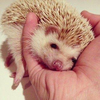動物の癒し系画像トピ
