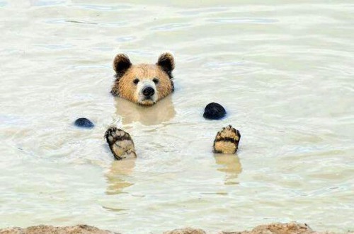 動物の癒し系画像トピ