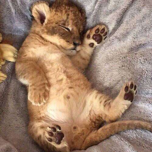 動物の癒し系画像トピ