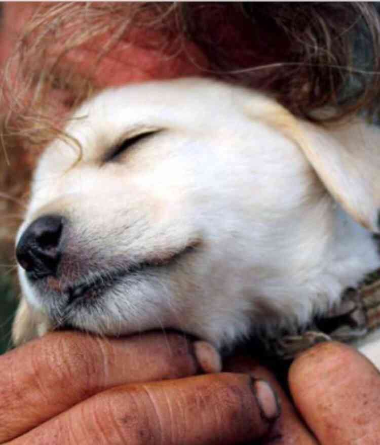動物の癒し系画像トピ
