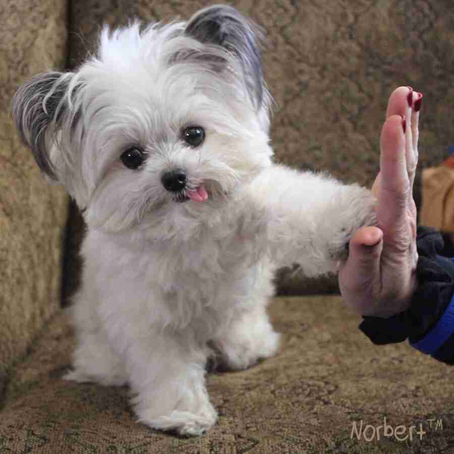 動物の癒し系画像トピ