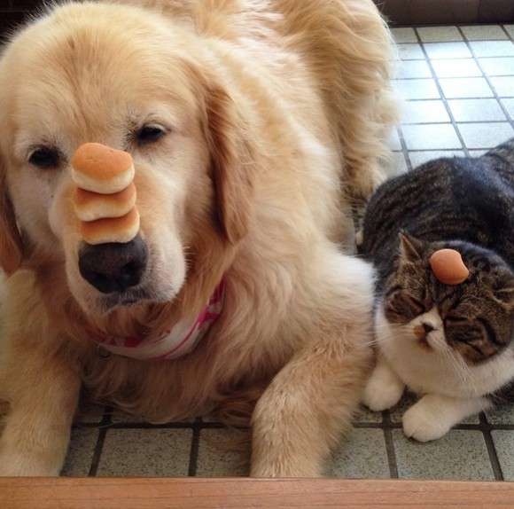 動物の癒し系画像トピ