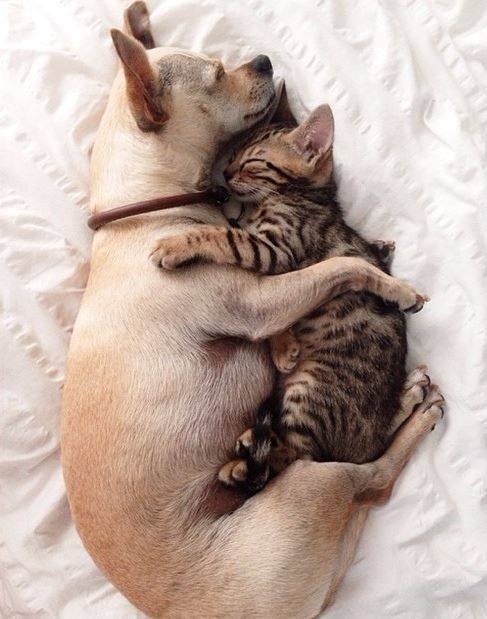 動物の癒し系画像トピ