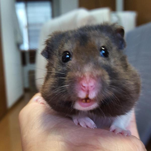 動物の癒し系画像トピ