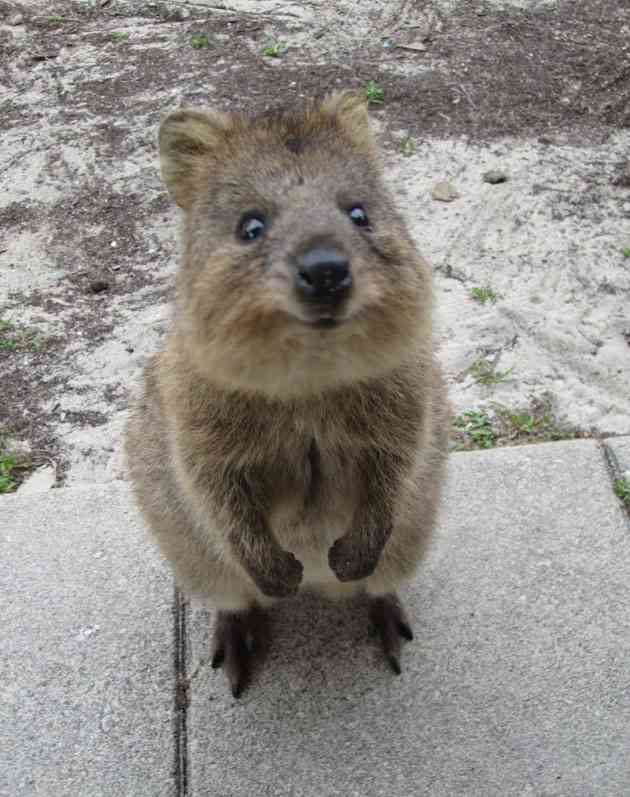 動物の癒し系画像トピ