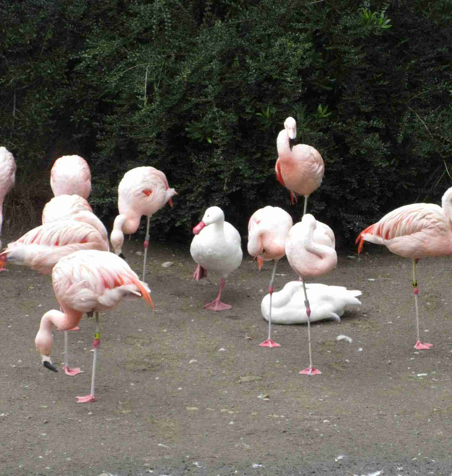 動物の癒し系画像トピ