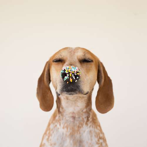 動物の癒し系画像トピ