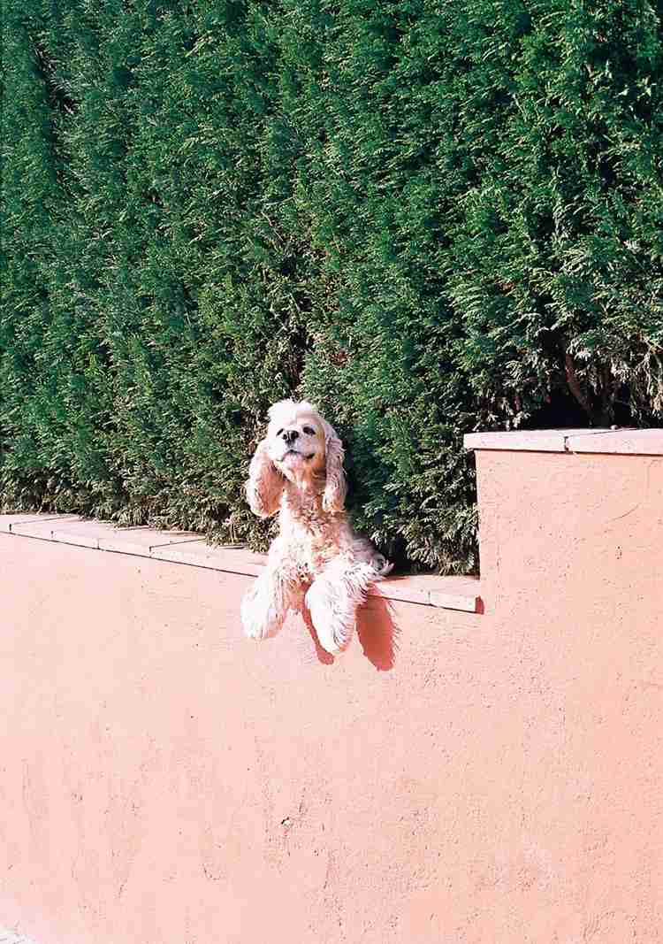 動物の癒し系画像トピ