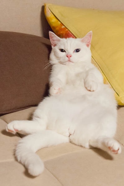 動物の癒し系画像トピ