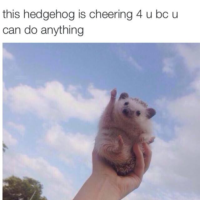 動物の癒し系画像トピ