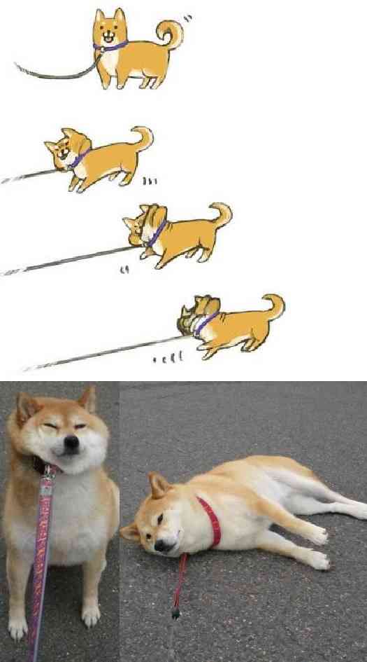 動物の癒し系画像トピ