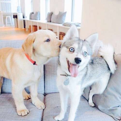 動物の癒し系画像トピ