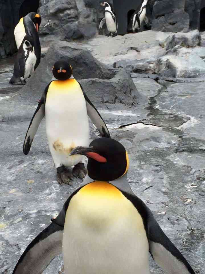 動物の癒し系画像トピ