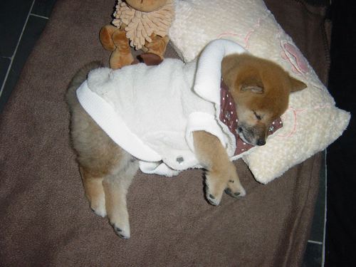 動物の癒し系画像トピ