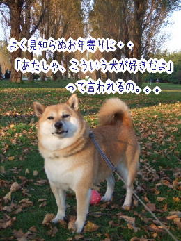 動物の癒し系画像トピ