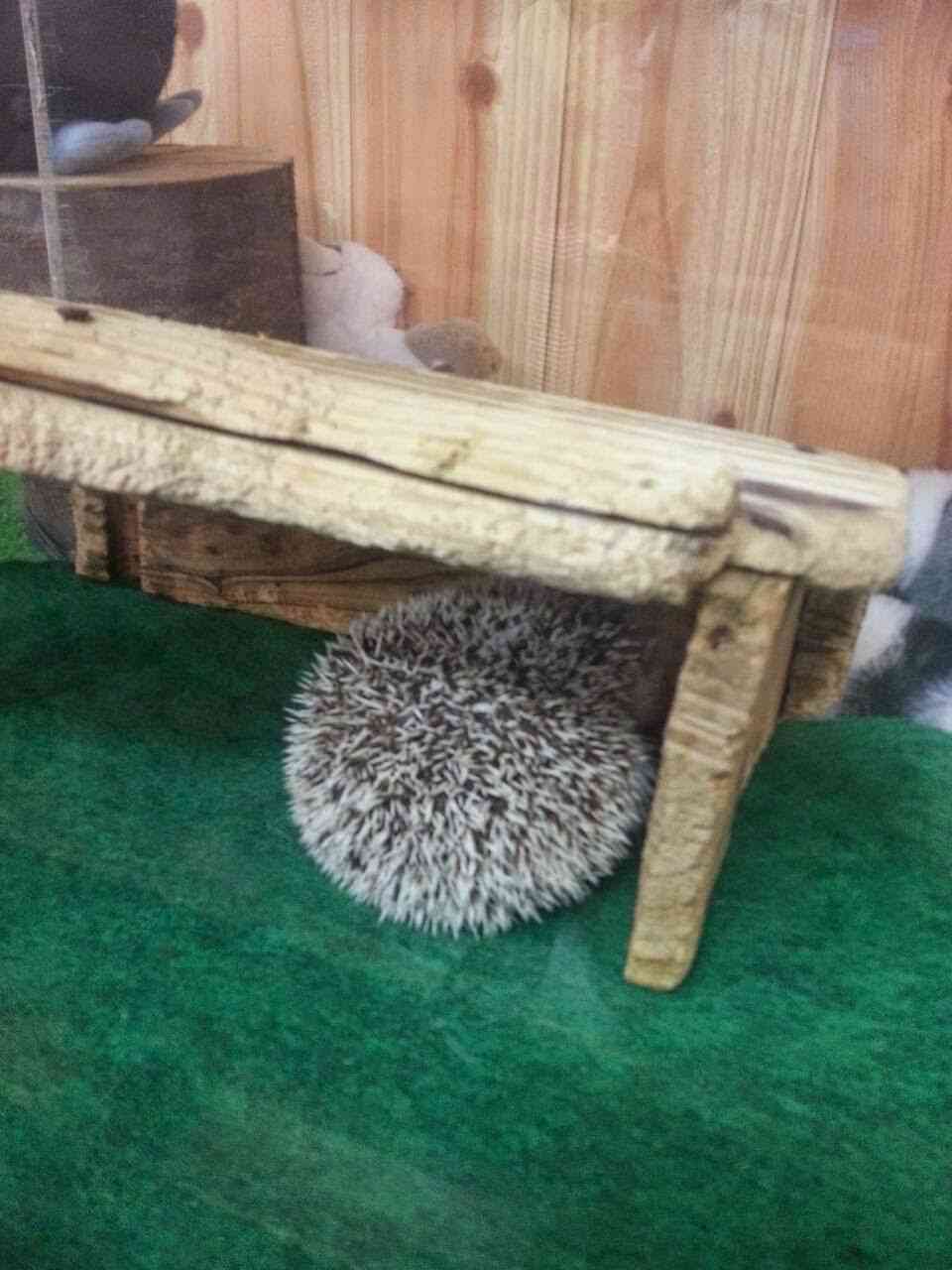 動物の癒し系画像トピ