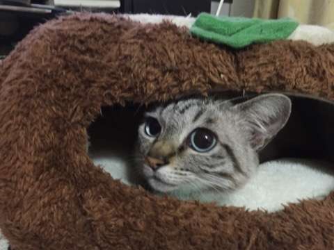 ペットの寝床