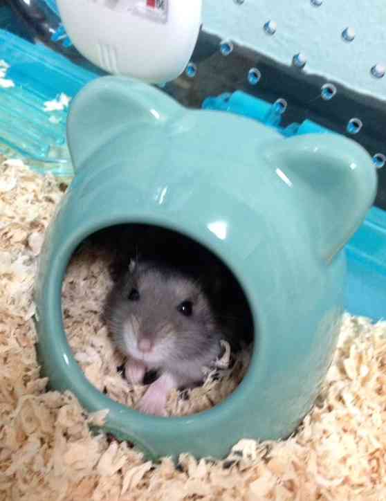 ペットの寝床
