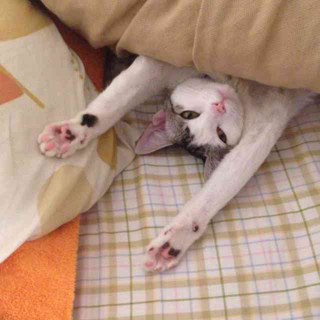 ペットの寝床