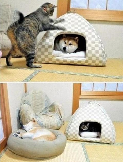 ペットの寝床
