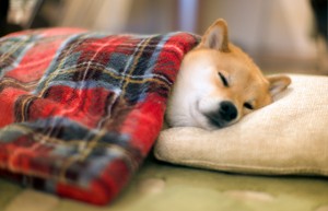 夜寝る前何をして眠りますか？？