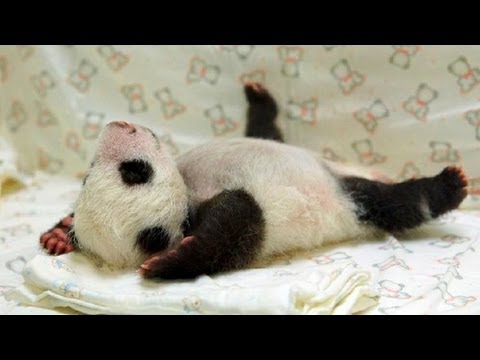 パンダの画像を集めるトピ