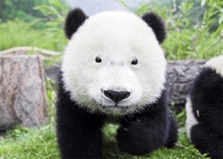 パンダの画像を集めるトピ