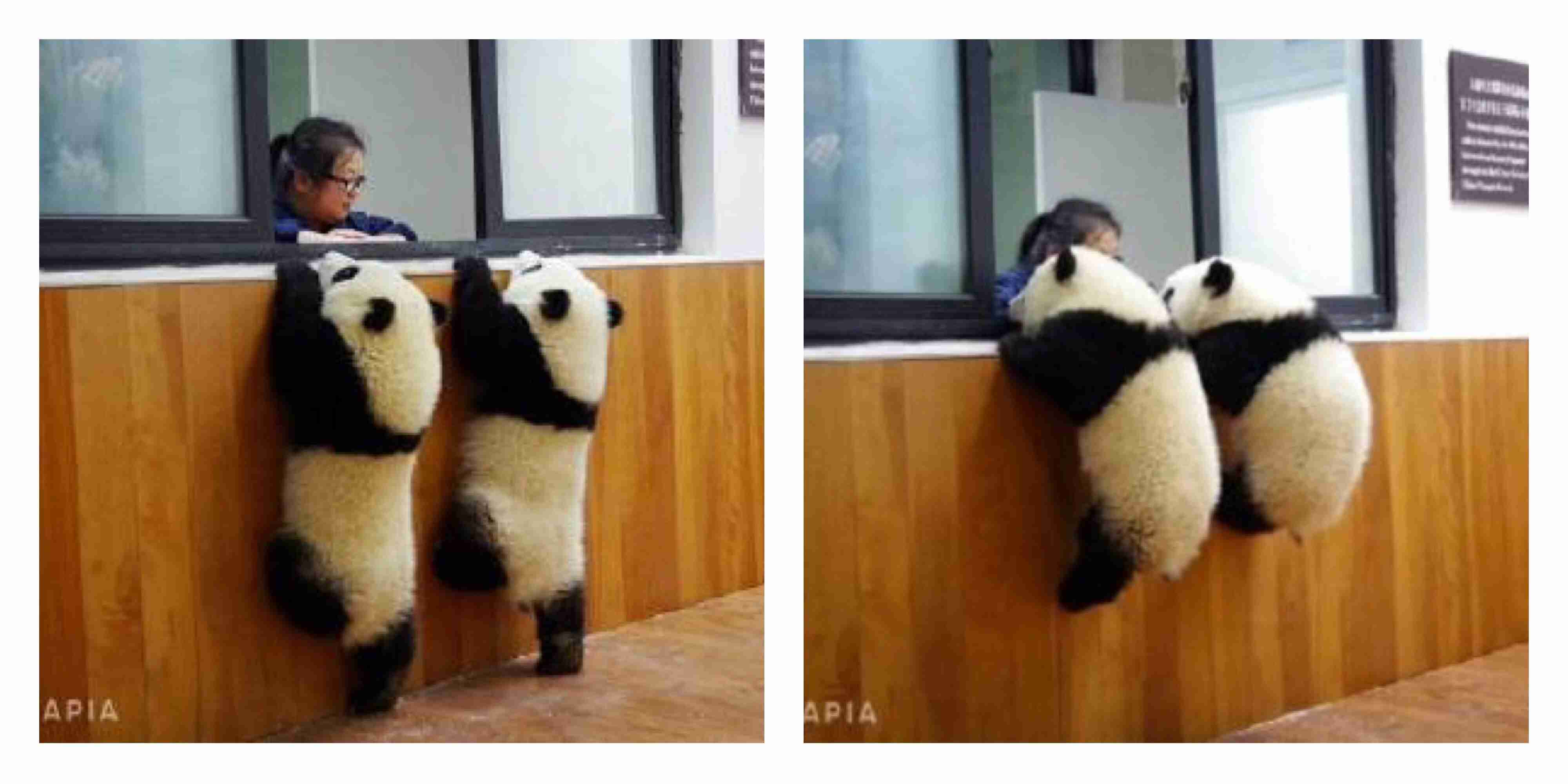 パンダの画像を集めるトピ